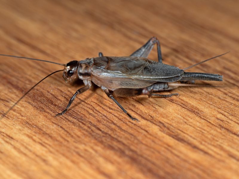 Cricket Removal Service