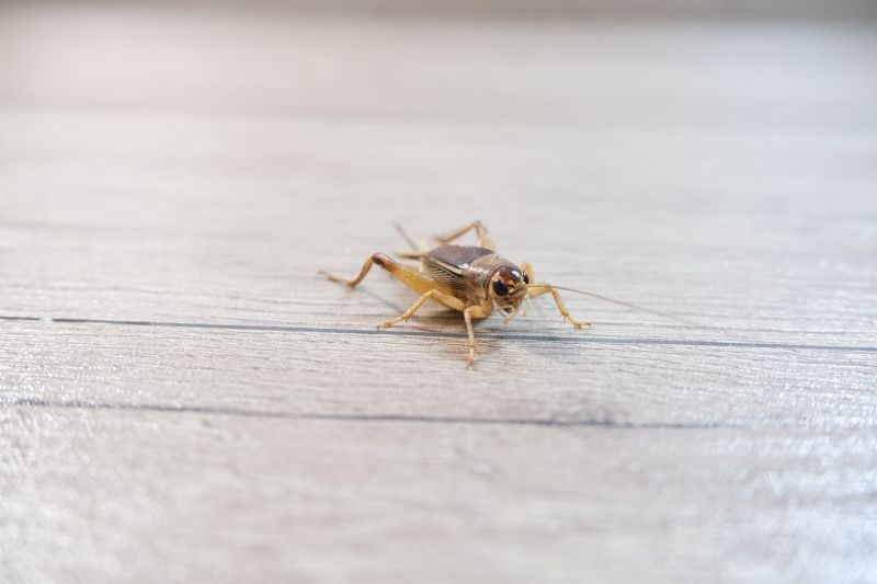 Cricket Removal Service